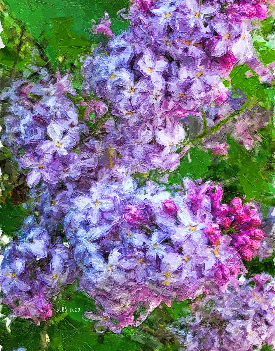 Lilacs 