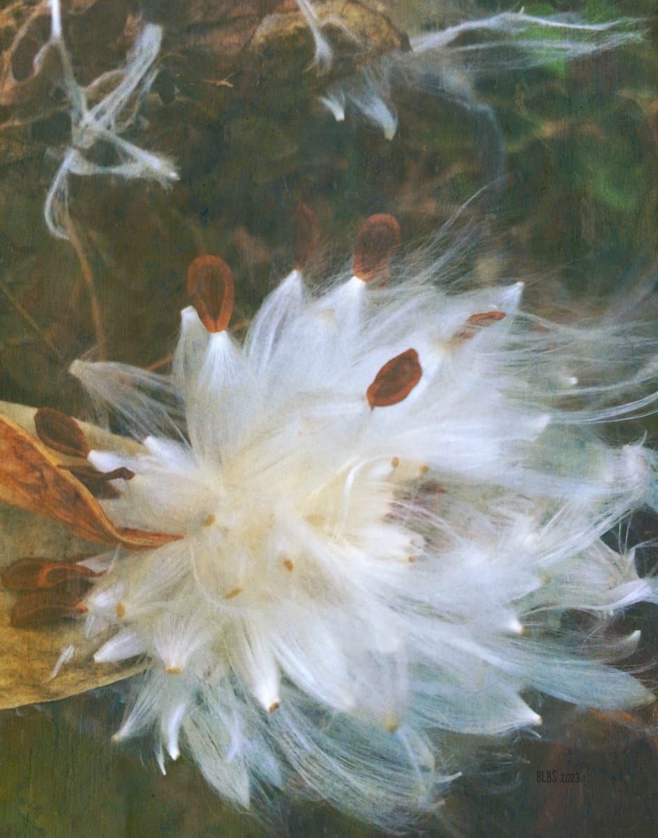 Milkweed Explosion by Barbara Storey  Image: Milkweed Explosion