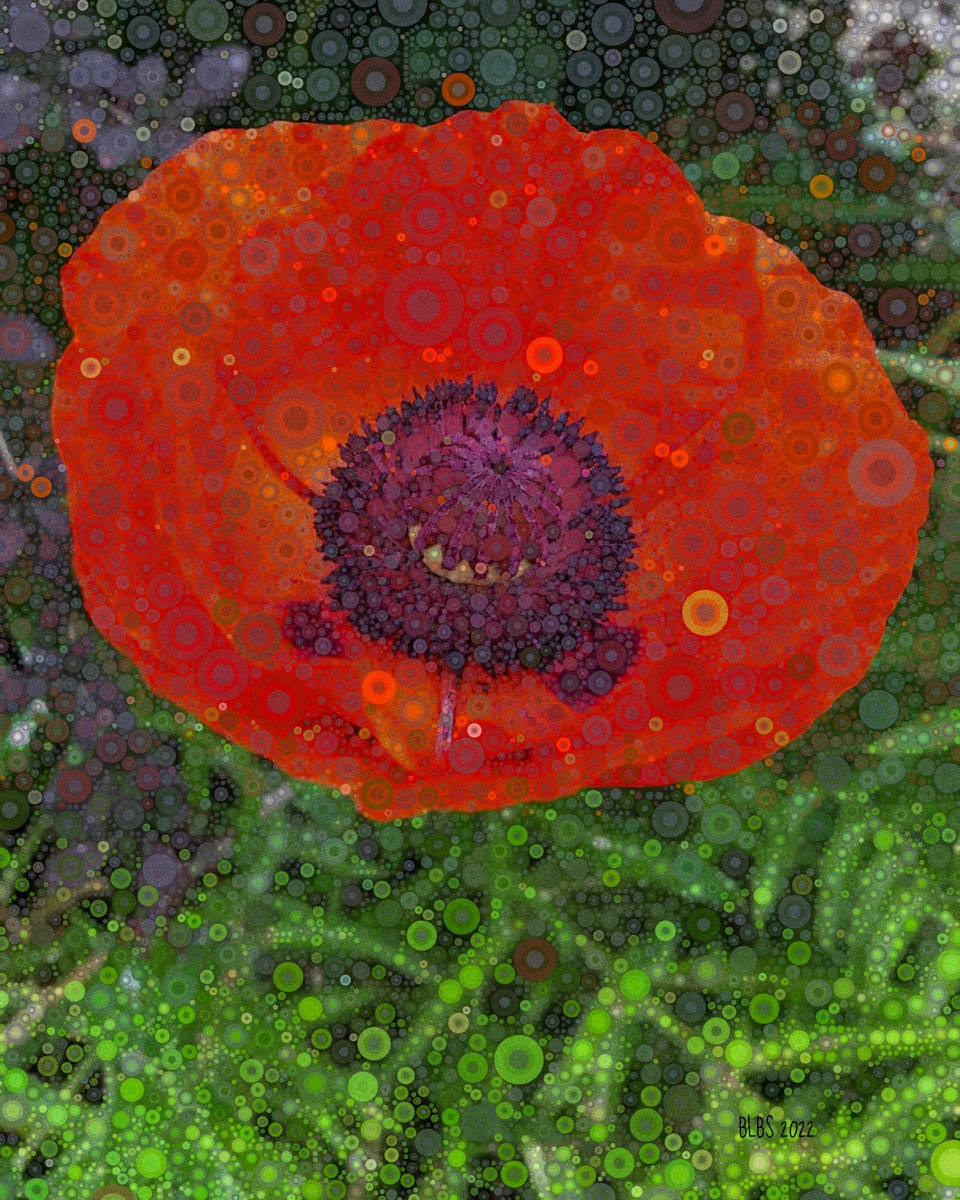 Orange Scarlet Oriental Poppy by Barbara Storey  Image: Orange Scarlet Oriental Poppy