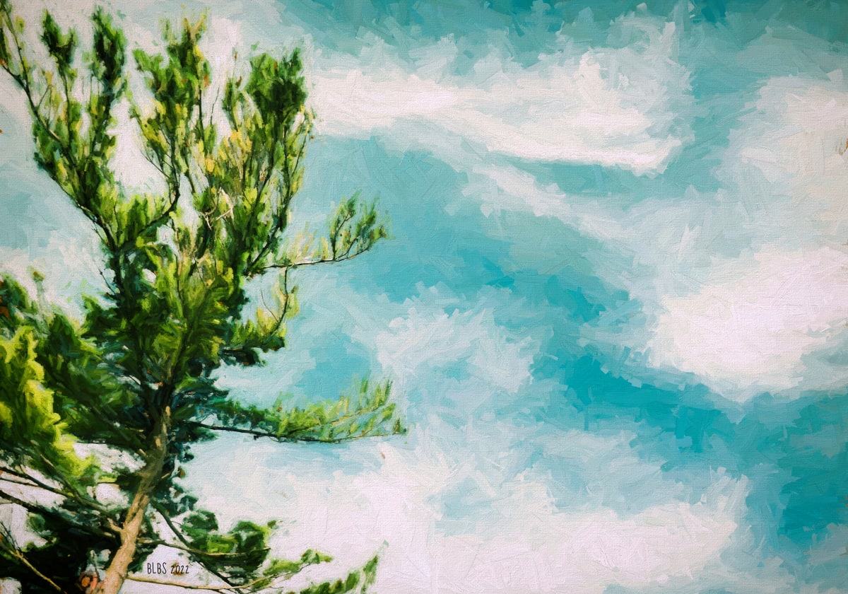 Pine Tree by the Lake, Port Franks by Barbara Storey  Image: Pine Tree by the Lake, Port Franks