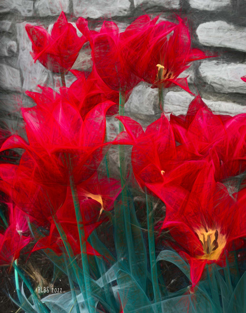 Red Tulips Against Stone Wall by Barbara Storey  Image: Red Tulips Against Stone Wall