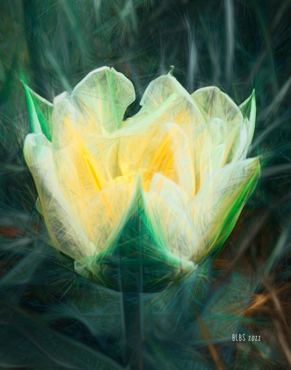 Tulip Magic by Barbara Storey  Image: Tulip Magic