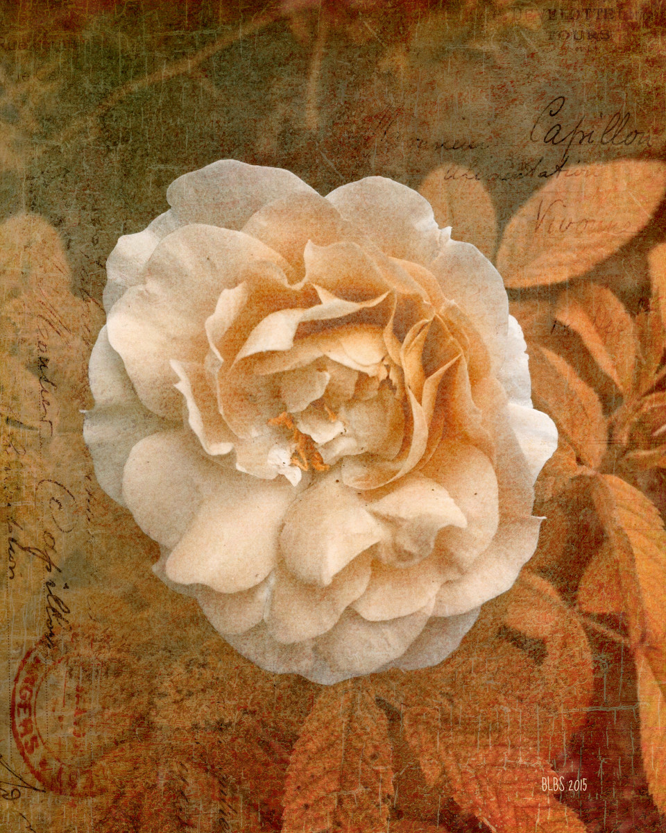 Vintage Copper Rose by Barbara Storey 