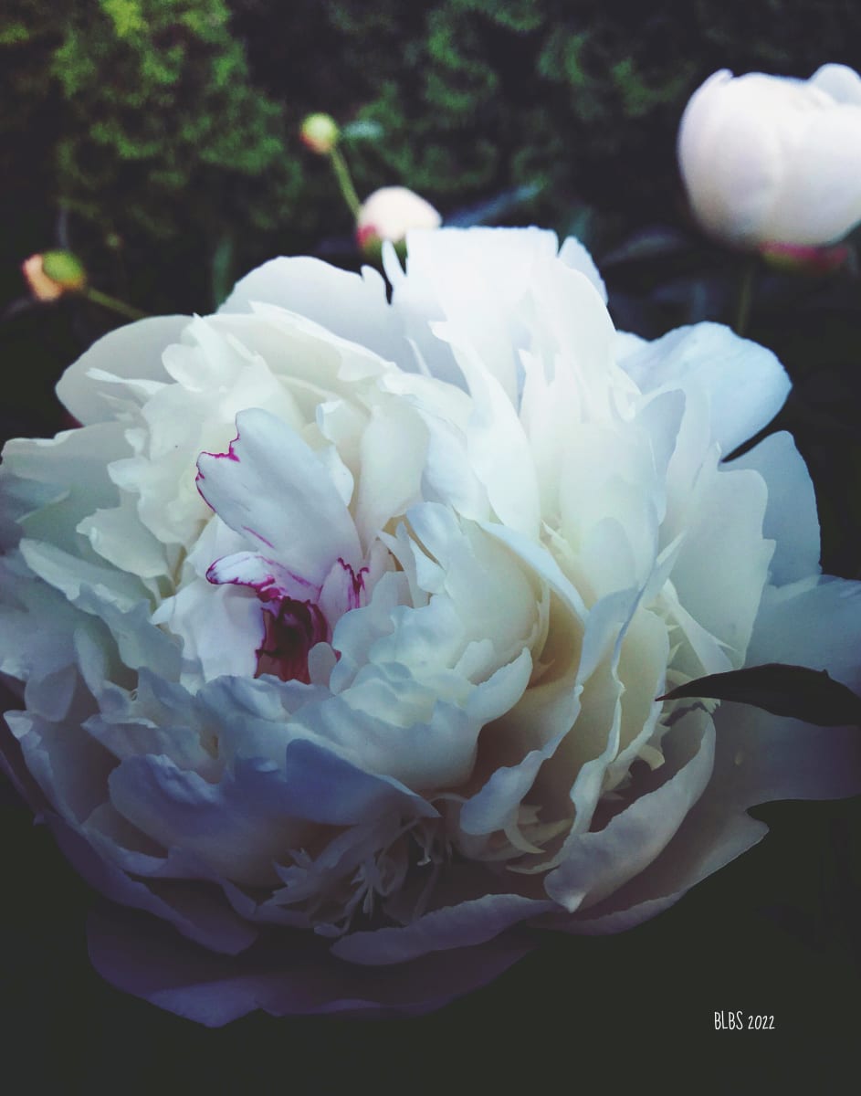 White Peony in Shadow by Barbara Storey  Image: White Peony in Shadow