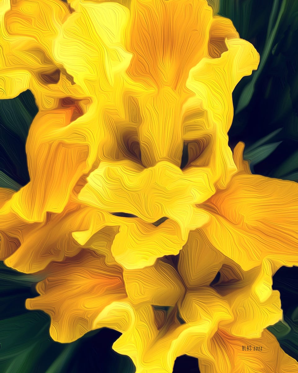 Yellow Iris by Barbara Storey  Image: Yellow Iris