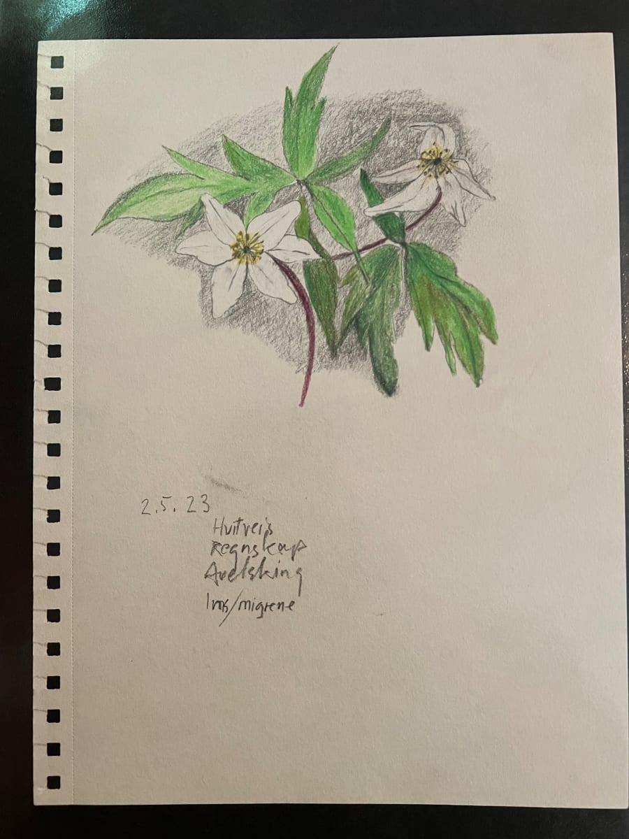 Hvitveis by Unni Askeland, Image 1.