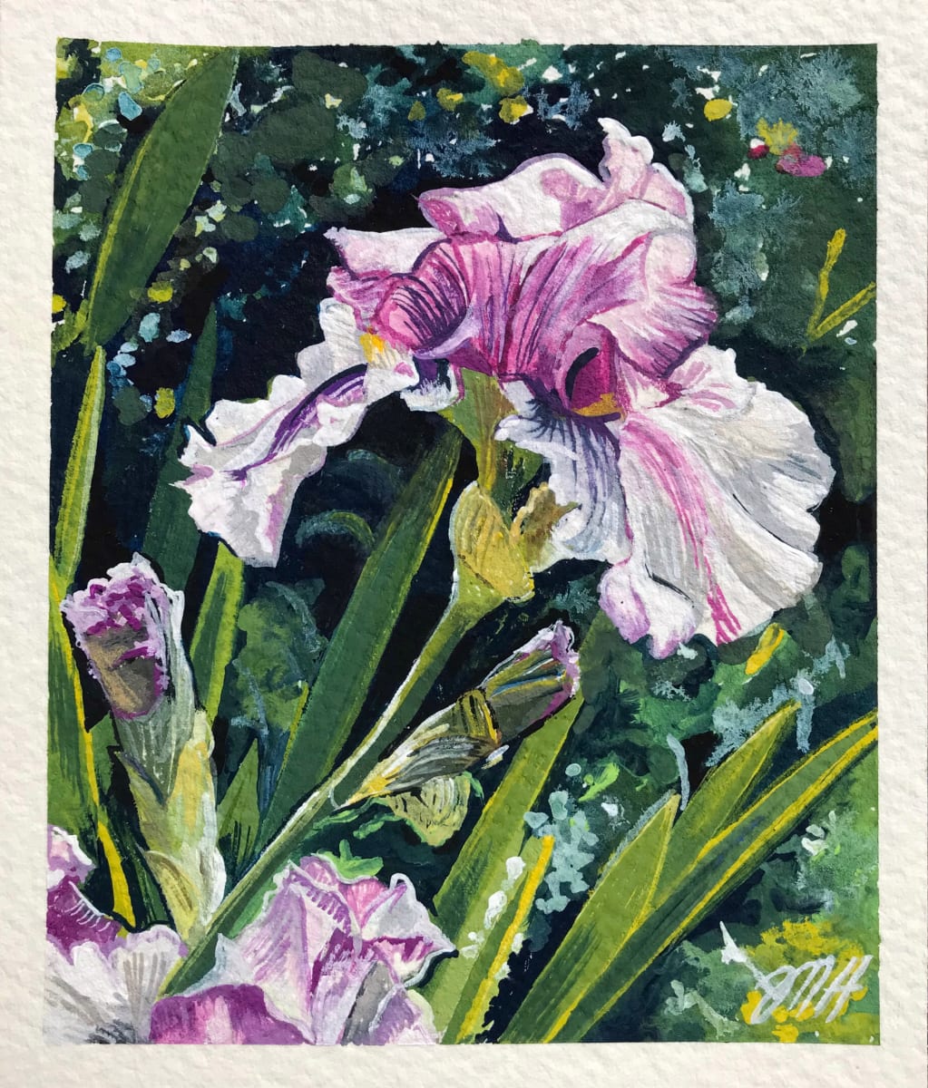 Bearded Iris by Melissa Hartley 