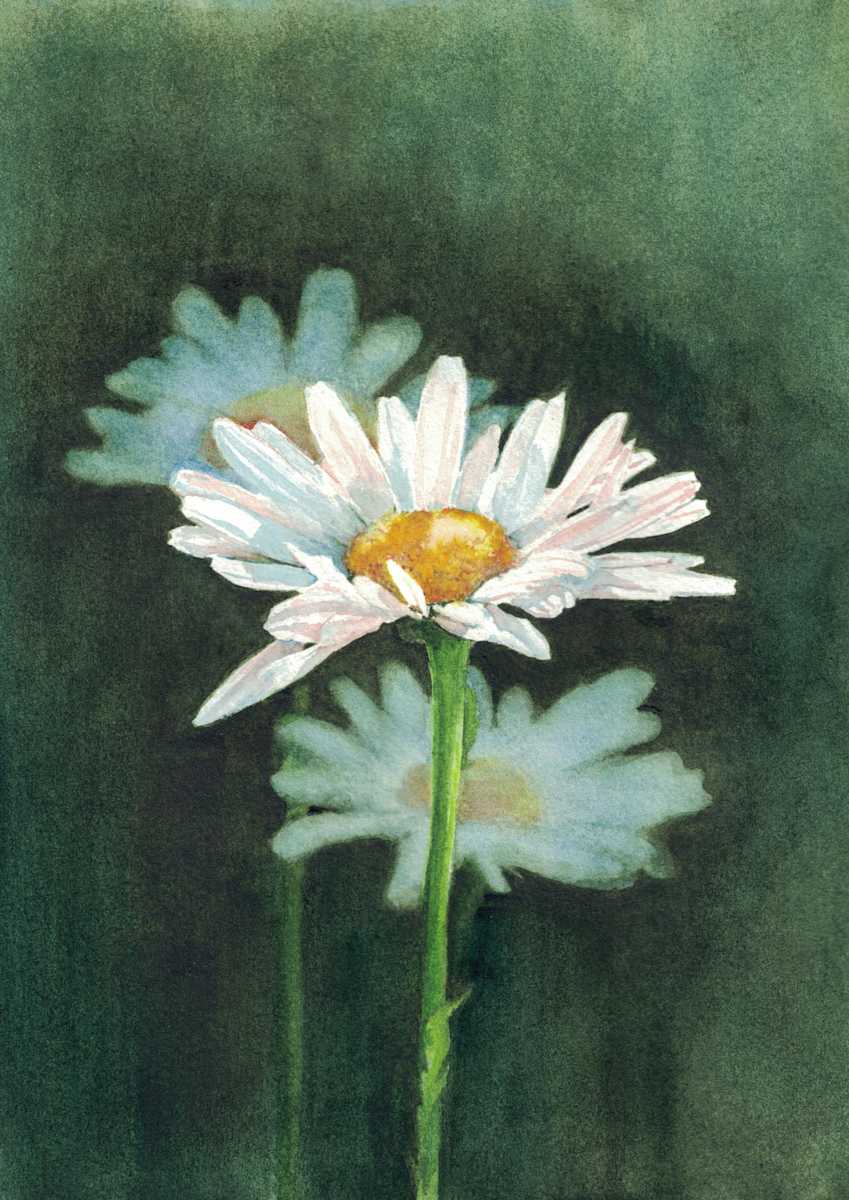 Daisy by Tia Sunshine Art, Image 1.