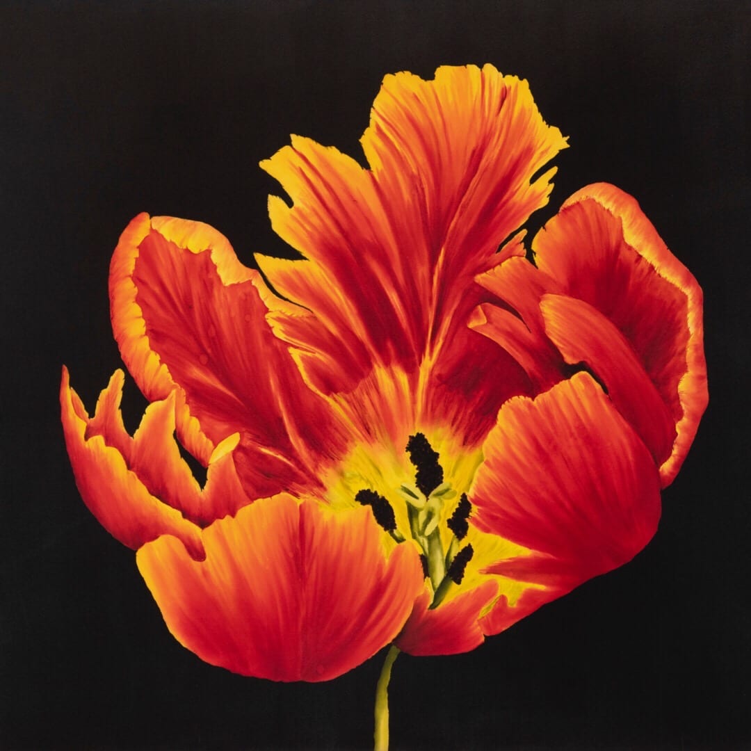 Parrot Tulip Revealed  Image: Parrot Tulip Revealed - framed