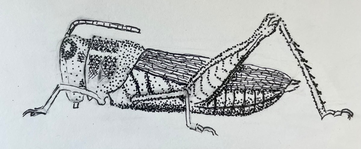 Chapulin by Diego Herrera, Image 1.