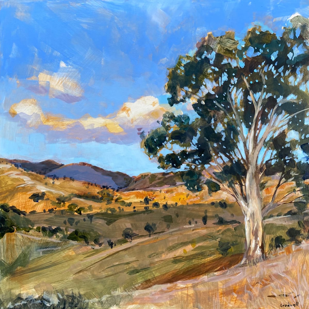 Round leafed gum in Alma’s farm, Image 1.