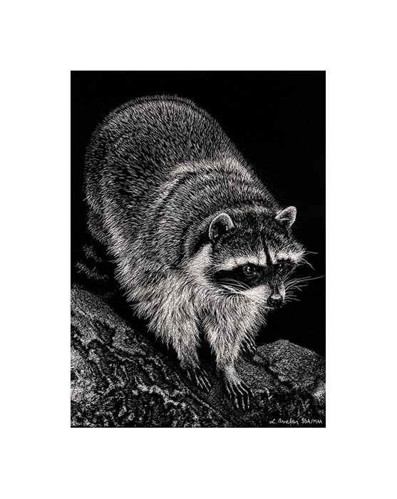 Trash Panda by Lonetta Avelar 