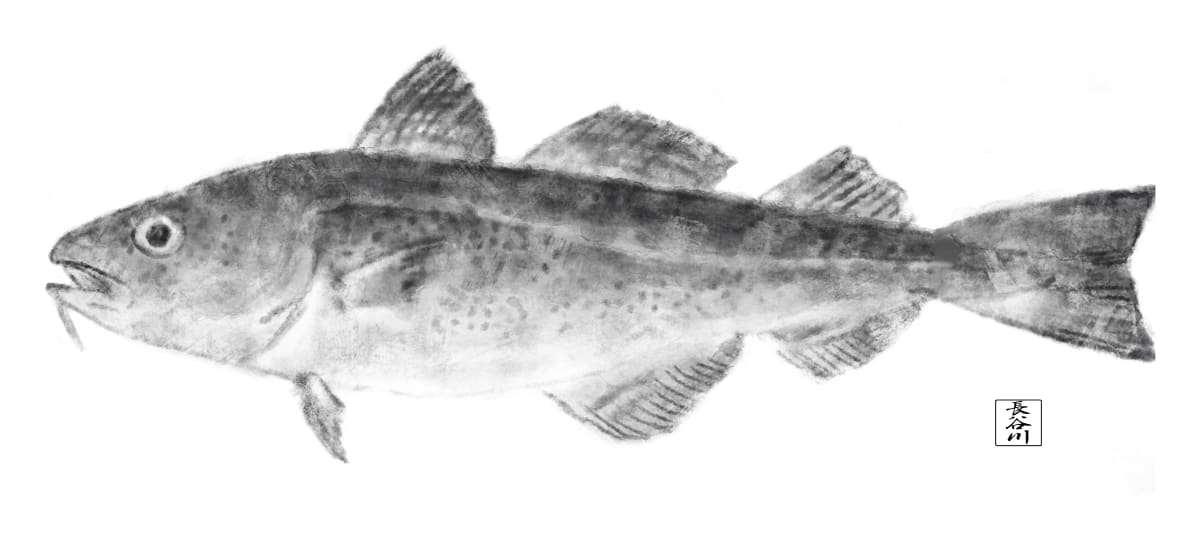 Cod by Elizabeth Hasegawa Agresta 