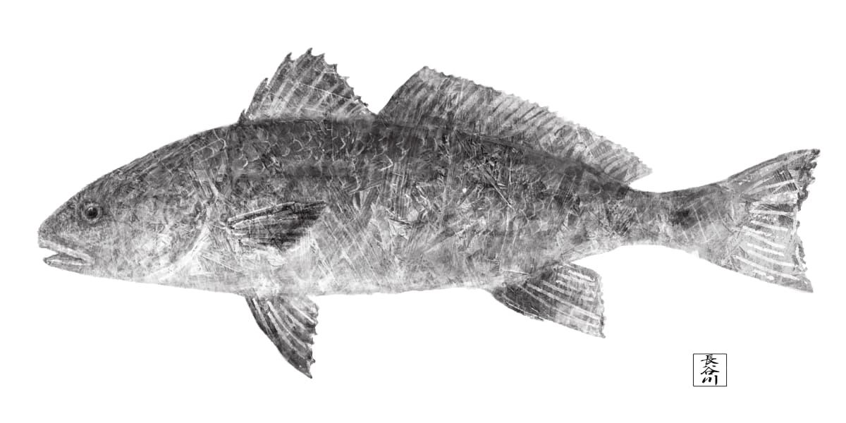 Red Drum by Elizabeth Hasegawa Agresta 