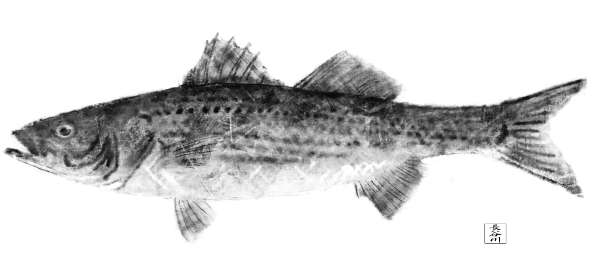 Striped Bass by Elizabeth Hasegawa Agresta 