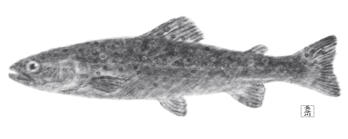 Trout by Elizabeth Hasegawa Agresta 