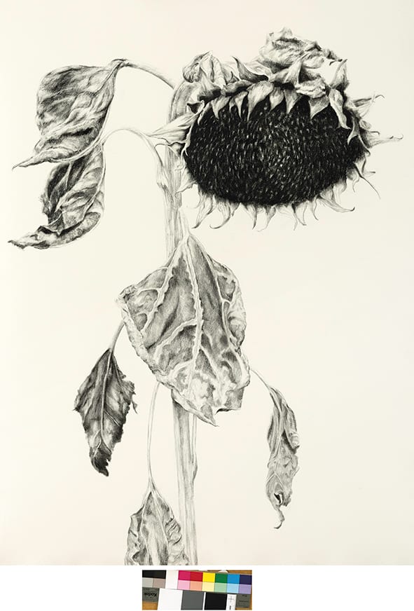 Helianthus 