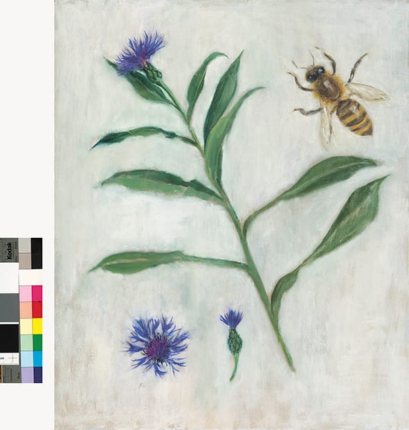 Centaurea montana by Karen Aarre 