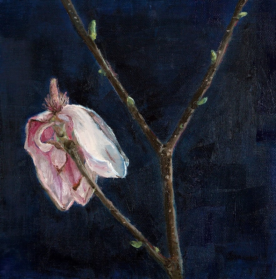 Magnolia 