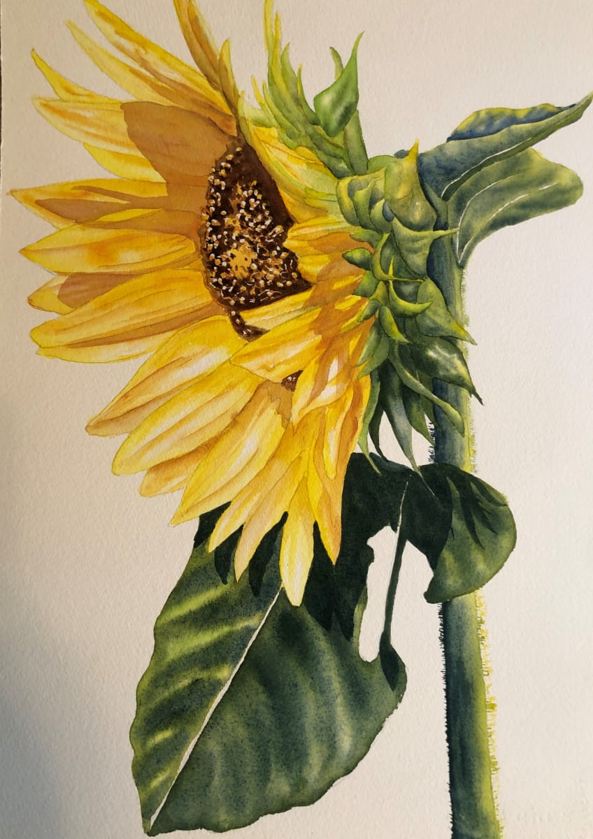 Early Bloom Sunflower  Image: Early Bloom Sunflower