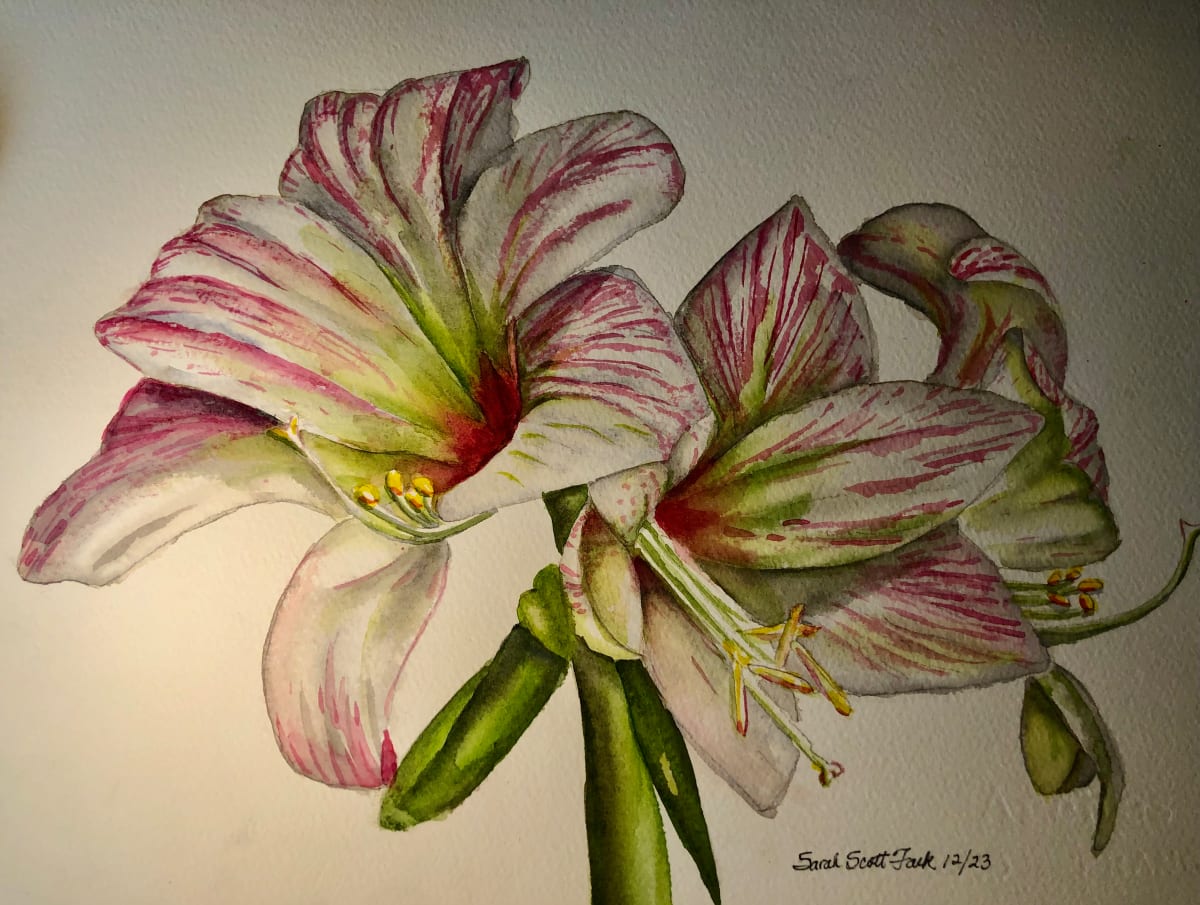 Pinkish Amaryllis by Sarah Scott Falk 