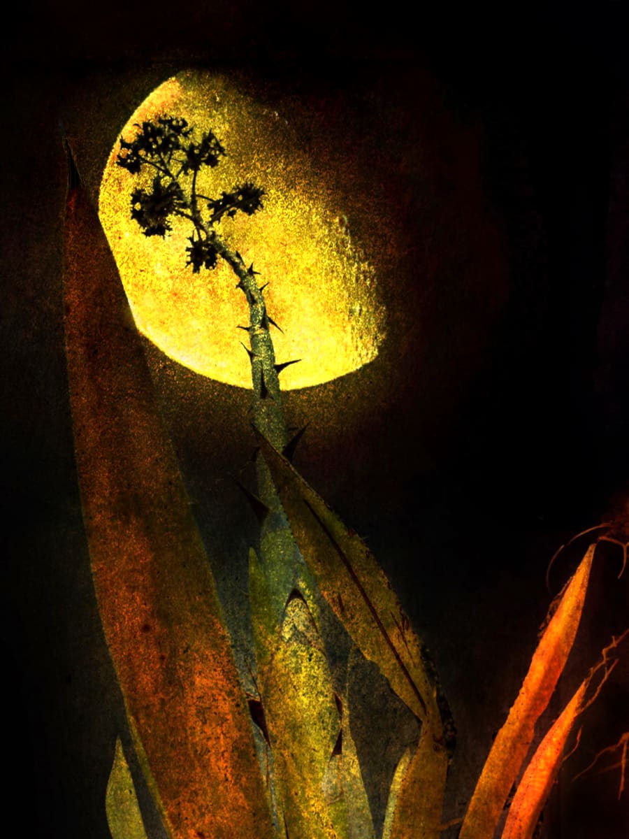 Agave Moon by Sandra Swan  Image: Fine Art Photograph of an Agave (Century Plant) blooming under the Harvest Moon.  Agaves sometimes only bloom once in 100 years, hence the nickname!  This was created with texture which enhances the visual experience. 
When you want to make the finest impression: Acrylic is to wall art, what HD is to TV. Acrylic prints, in basic terms, are photos printed on shatter resistant, lightweight glass panels.

Digital images are printed directly on the surface of the acrylic panel via a flatbed printer creating a luminous look with colours that pop. Acrylic prints are an affordable route to modernize and personalize your decor, giving your residential or commercial space a beautiful focal point that will impress guests and clients alike.

Often found in modern homes/offices, hospitality spaces, and art galleries, this product is truly one-of-a-kind and cannot be replicated by other solutions like a laminated photo, or a photo encased in acrylic for instance. Acrylic offers colors that are more vivid, glossy, and have a higher contrast.

Message for alternative sizes.