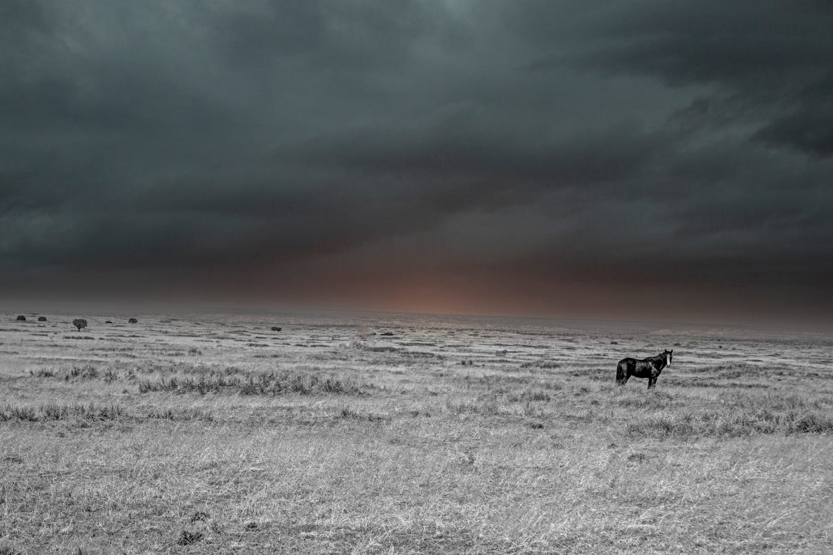 Mustang BWC by Sandra Swan  Image: BWC-Black and White and Color! Contemporary edit featuring a lone mustang in Black and White against a slow burning colored sunset. 