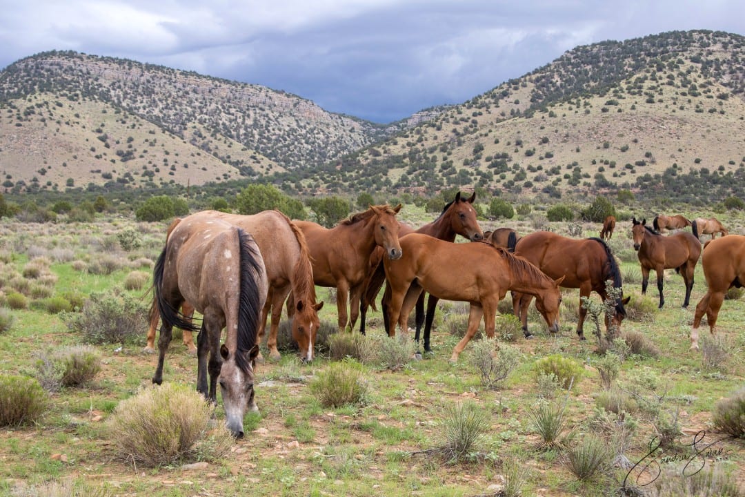 Band of Horses by Sandra Swan  Image: Band of Horses as seen in the Southwest USA. When you want to make the finest impression: Acrylic is to wall art, what HD is to TV. Acrylic prints, in basic terms, are photos printed on shatter resistant, lightweight glass panels.

Digital images are printed directly on the surface of the acrylic panel via a flatbed printer creating a luminous look with colors that pop. Acrylic prints are an affordable route to modernize and personalize your decor, giving your residential or commercial space a beautiful focal point that will impress guests and clients alike.

Often found in modern homes/offices, hospitality spaces, and art galleries, this product is truly one-of-a-kind and cannot be replicated by other solutions like a laminated photo, or a photo encased in acrylic for instance. Acrylic offers colors that are more vivid, glossy, and have a higher contrast.

Message for alternative or custom sizes. Also available as conventional print.  