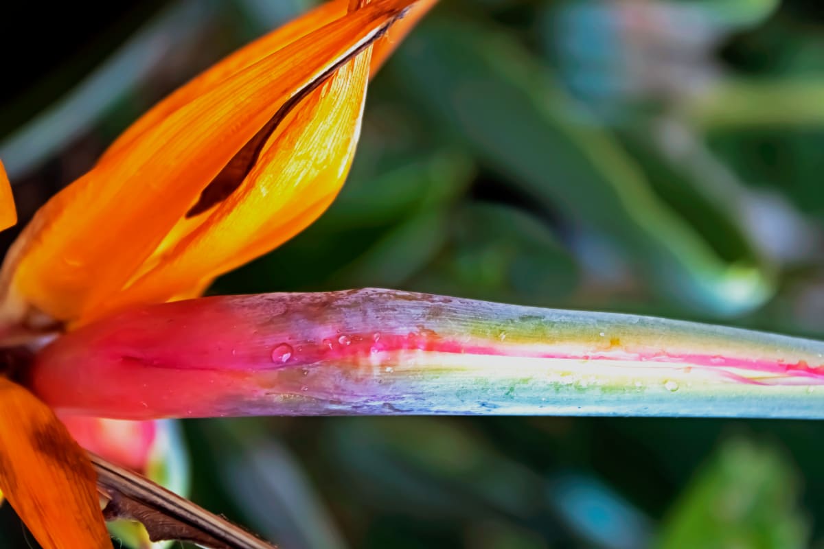 Bird of Paradise by Sandra Swan  Image: When you want to make the finest impression: Acrylic is to wall art, what HD is to TV. Acrylic prints, in basic terms, are photos printed on shatter resistant, lightweight glass panels.

Digital images are printed directly on the surface of the acrylic panel via a flatbed printer creating a luminous look with colors that pop. Acrylic prints are an affordable route to modernize and personalize your decor, giving your residential or commercial space a beautiful focal point that will impress guests and clients alike.

Often found in modern homes/offices, hospitality spaces, and art galleries, this product is truly one-of-a-kind and cannot be replicated by other solutions like a laminated photo, or a photo encased in acrylic for instance. Acrylic offers colors that are more vivid, glossy, and have a higher contrast.

Message for alternative or custom sizes. Also available as conventional print.  



