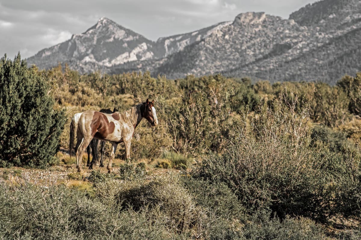 Pinto and Mountain by Sandra Swan  Image: When you want to make the finest impression: Acrylic is to wall art, what HD is to TV. Acrylic prints, in basic terms, are photos printed on shatter resistant, lightweight glass panels.

Digital images are printed directly on the surface of the acrylic panel via a flatbed printer creating a luminous look with colors that pop. Acrylic prints are an affordable route to modernize and personalize your decor, giving your residential or commercial space a beautiful focal point that will impress guests and clients alike.

Often found in modern homes/offices, hospitality spaces, and art galleries, this product is truly one-of-a-kind and cannot be replicated by other solutions like a laminated photo, or a photo encased in acrylic for instance. Acrylic offers colors that are more vivid, glossy, and have a higher contrast.

Message for alternative or custom sizes. Also available as conventional print.  