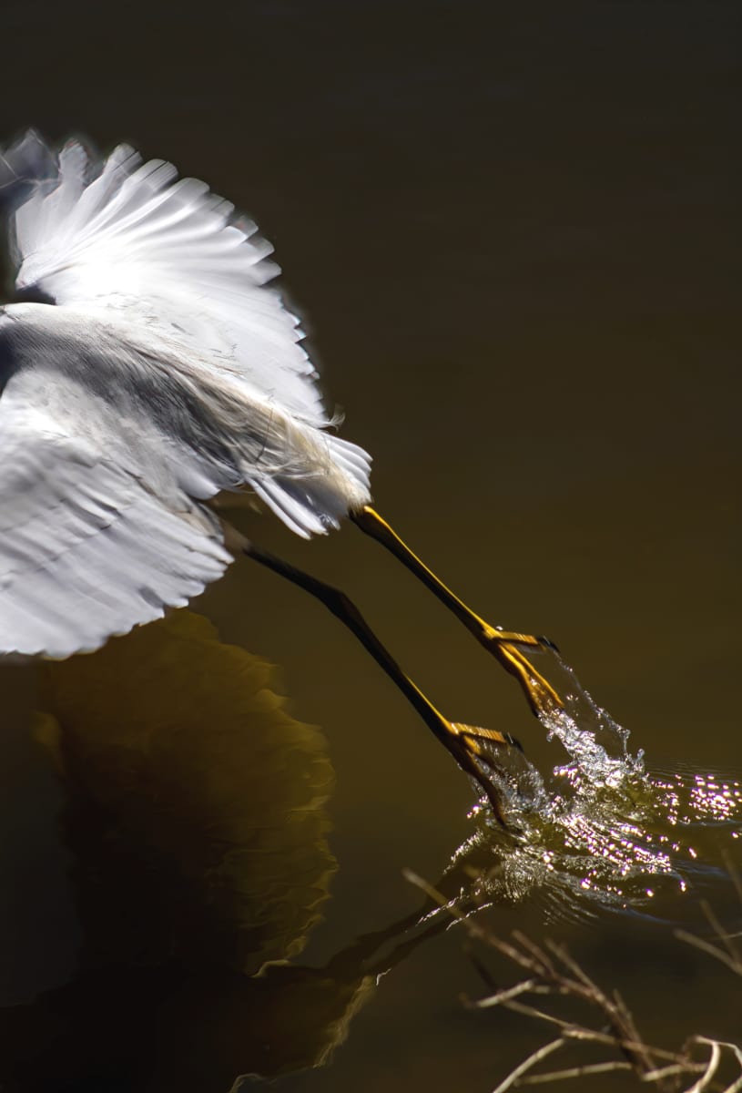 Droplets on Still Pond by Sandra Swan  Image: This contemplative piece hangs in the Lost City Museum in Overton, Nevada. Snowy Egret taking off in flight capturing motion over stillness. 

When you want to make the finest impression: Acrylic is to wall art, what HD is to TV. Acrylic prints, in basic terms, are photos printed on shatter resistant, lightweight glass panels.

Digital images are printed directly on the surface of the acrylic panel via a flatbed printer creating a luminous look with colours that pop. Acrylic prints are an affordable route to modernize and personalize your decor, giving your residential or commercial space a beautiful focal point that will impress guests and clients alike.

Often found in modern homes/offices, hospitality spaces, and art galleries, this product is truly one-of-a-kind and cannot be replicated by other solutions like a laminated photo, or a photo encased in acrylic for instance. Acrylic offers colors that are more vivid, glossy, and have a higher contrast.

Message for alternative sizes.