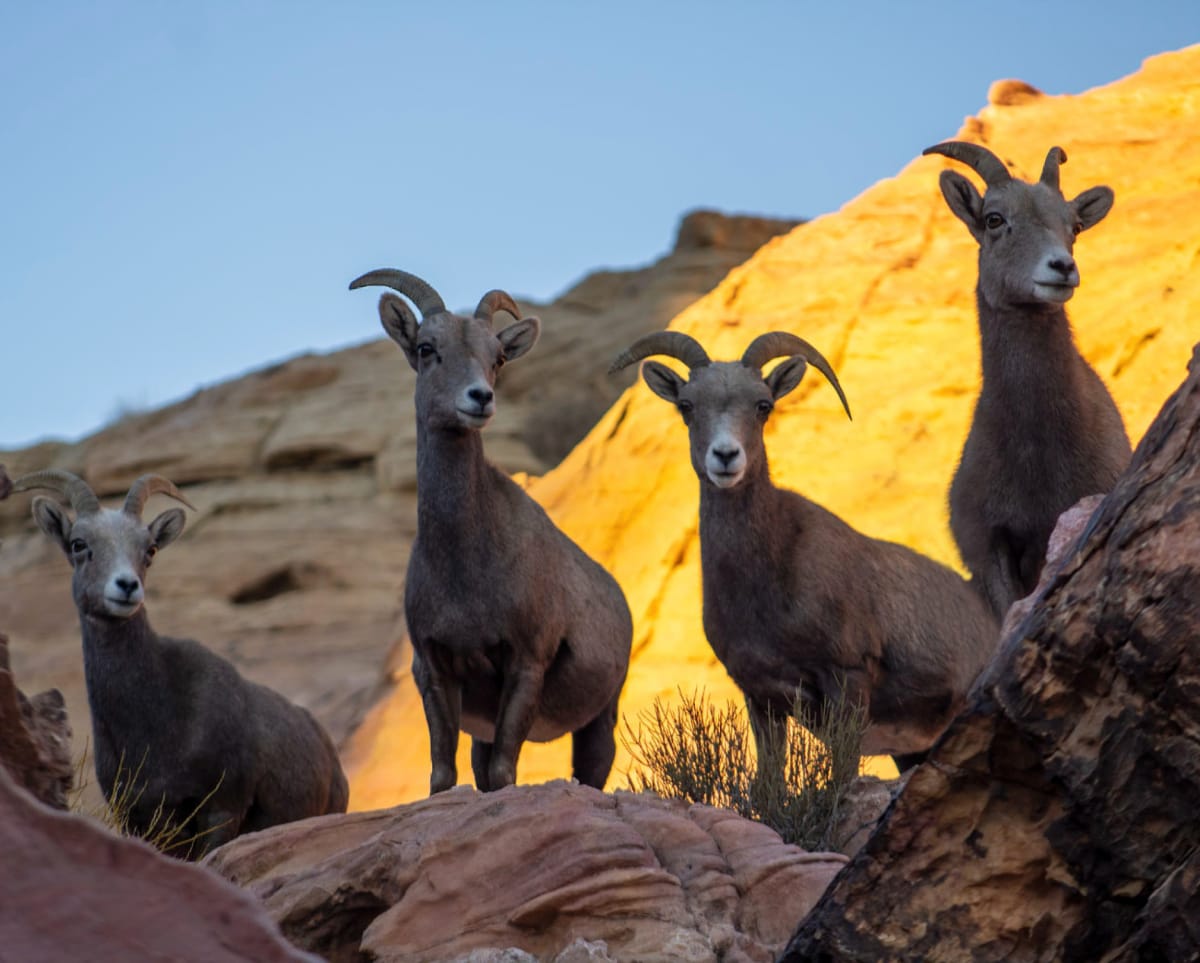 Golden Hour in the Silver State  Image: Bighorn Sheep enjoying the scenery at Valley of Fire