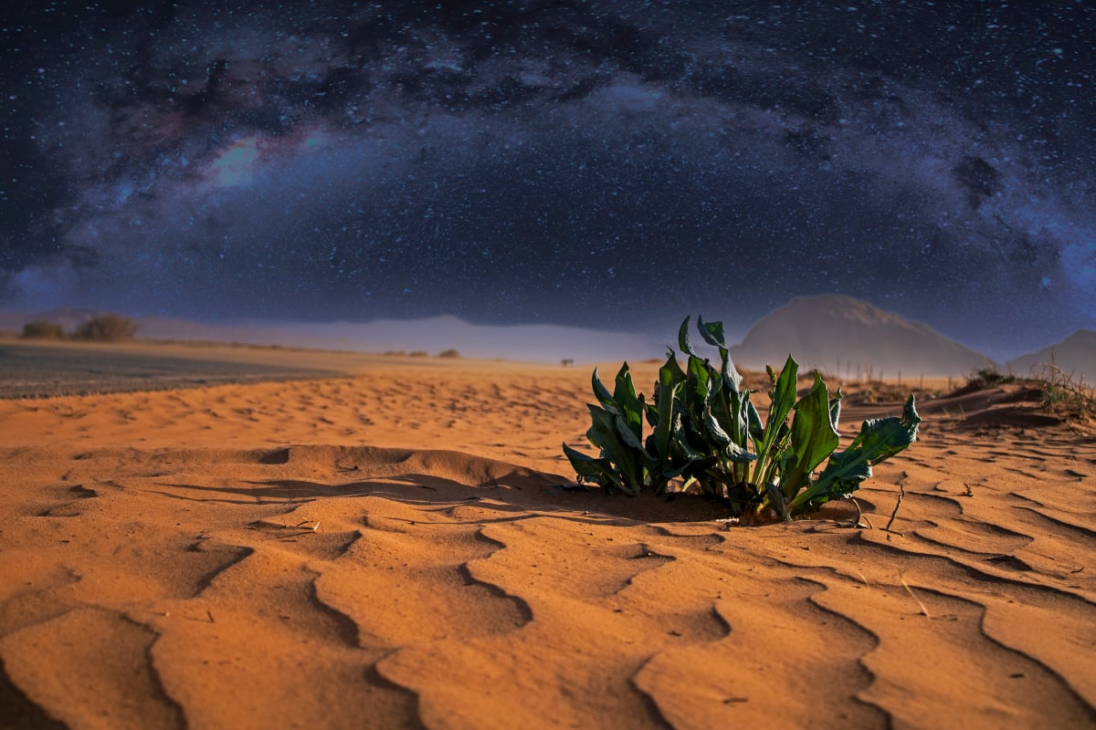 Milky Way Windy Day by Sandra Swan  Image: A lone desert plant braves the gusty winds amongst the rippling sands.  Elevated with the Milky Way in the background. Taken along US-163 S near Monument Valley.