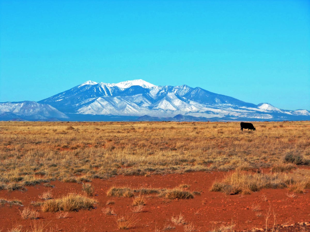 Red Earth Landscape by Sandra Swan  Image: A single cow grazing on a red earth field with snow covered mountains in the distance in the Southwest USA