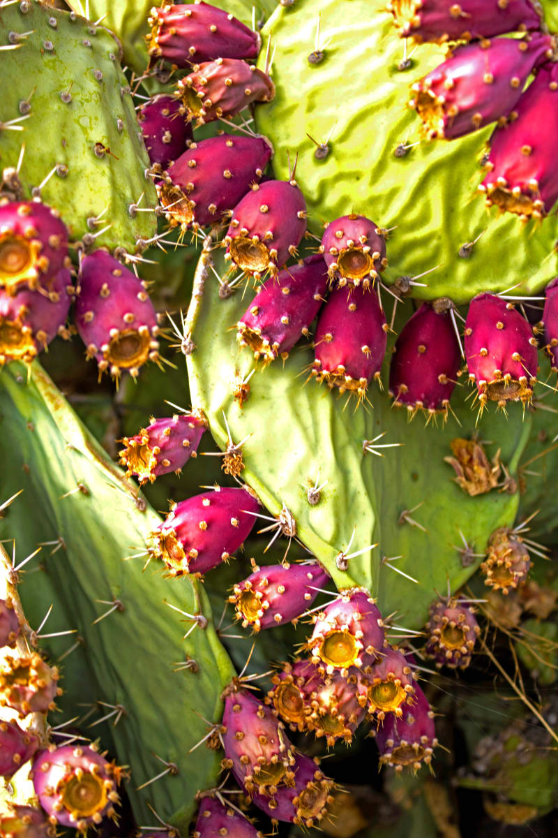 Prickly Pear Cactus by Sandra Swan  Image: When you want to make the finest impression: Acrylic is to wall art, what HD is to TV. Acrylic prints, in basic terms, are photos printed on shatter resistant, lightweight glass panels.

Digital images are printed directly on the surface of the acrylic panel via a flatbed printer creating a luminous look with colours that pop. Acrylic prints are an affordable route to modernize and personalize your decor, giving your residential or commercial space a beautiful focal point that will impress guests and clients alike.

Often found in modern homes/offices, hospitality spaces, and art galleries, this product is truly one-of-a-kind and cannot be replicated by other solutions like a laminated photo, or a photo encased in acrylic for instance. Acrylic offers colors that are more vivid, glossy, and have a higher contrast.

Message for alternative and custom sizes.