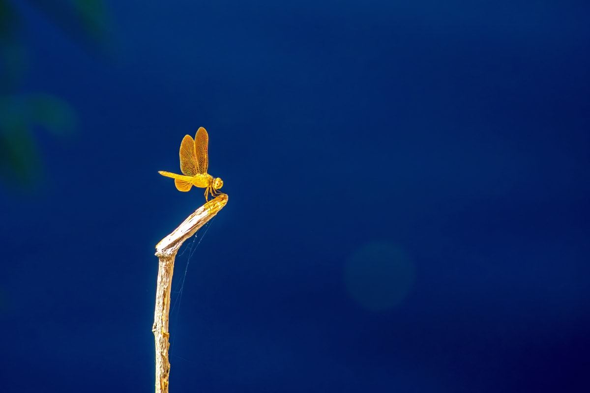 Flame Skimmer  Dragonfly by Sandra Swan  Image: Flame Skimmer Dragonfly resting on a branch overlooking a pond. When you want to make the finest impression: Acrylic is to wall art, what HD is to TV. Acrylic prints, in basic terms, are photos printed on shatter resistant, lightweight glass panels.

Digital images are printed directly on the surface of the acrylic panel via a flatbed printer creating a luminous look with colours that pop. Acrylic prints are an affordable route to modernize and personalize your decor, giving your residential or commercial space a beautiful focal point that will impress guests and clients alike.

Often found in modern homes/offices, hospitality spaces, and art galleries, this product is truly one-of-a-kind and cannot be replicated by other solutions like a laminated photo, or a photo encased in acrylic for instance. Acrylic offers colors that are more vivid, glossy, and have a higher contrast.

Message for alternative sizes.