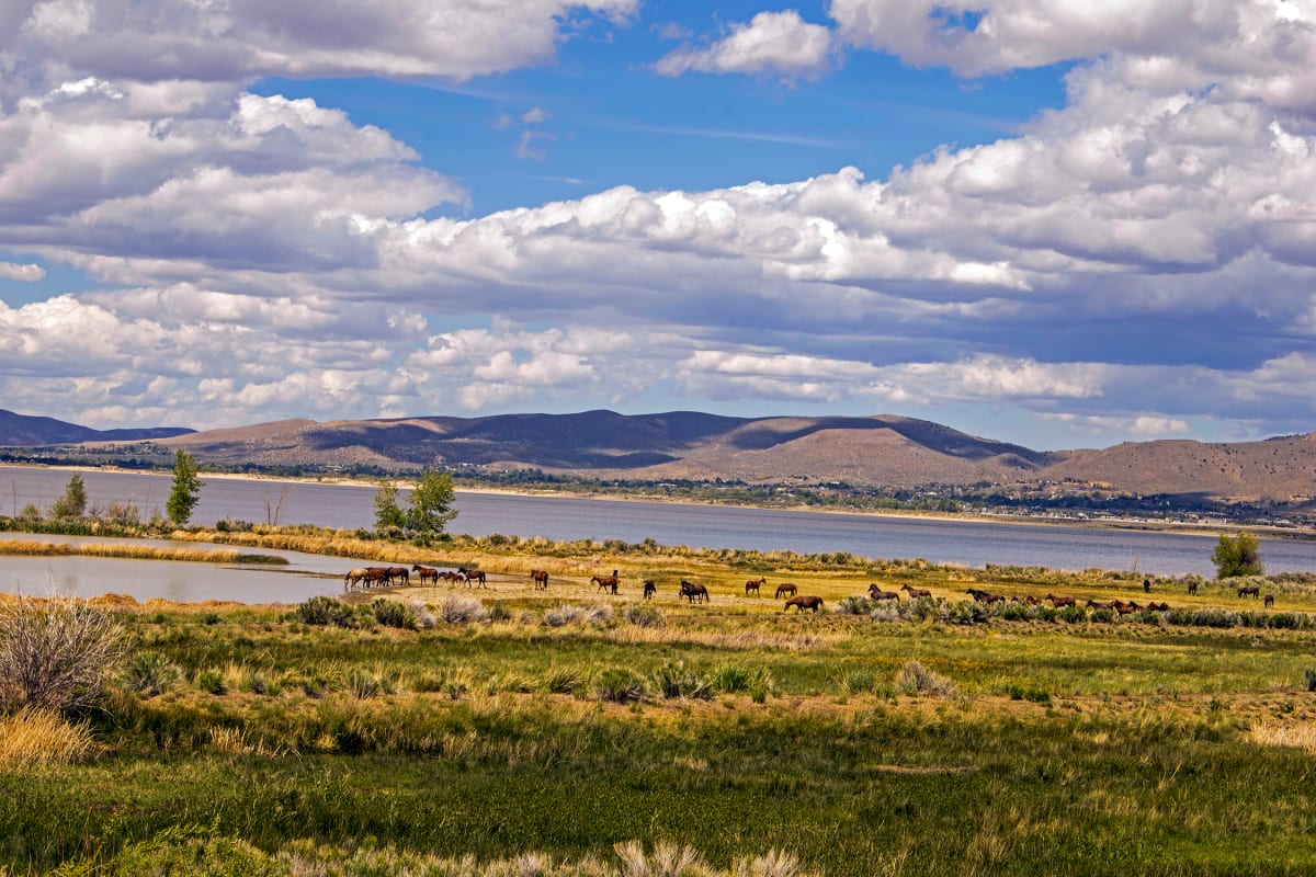 Mustangs at Washoe Lake by Sandra Swan  Image: Large band of mustangs gathered at Washoe Lake near Reno, Nevada. 