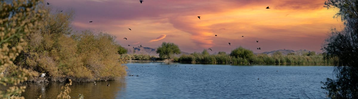 Peaceful Evening by Sandra Swan  Image: A Great Heron rests on the pond at the Henderson Bird Viewing Preserve near Las Vegas, Nevada.