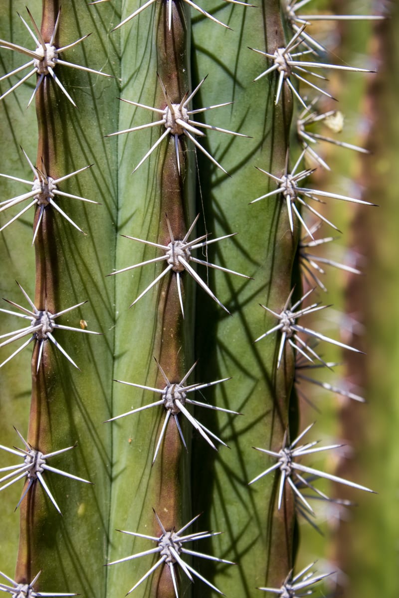 Saguaro  Image: Starburst needles and shadow play on a Saguaro cactus in Southwest USA