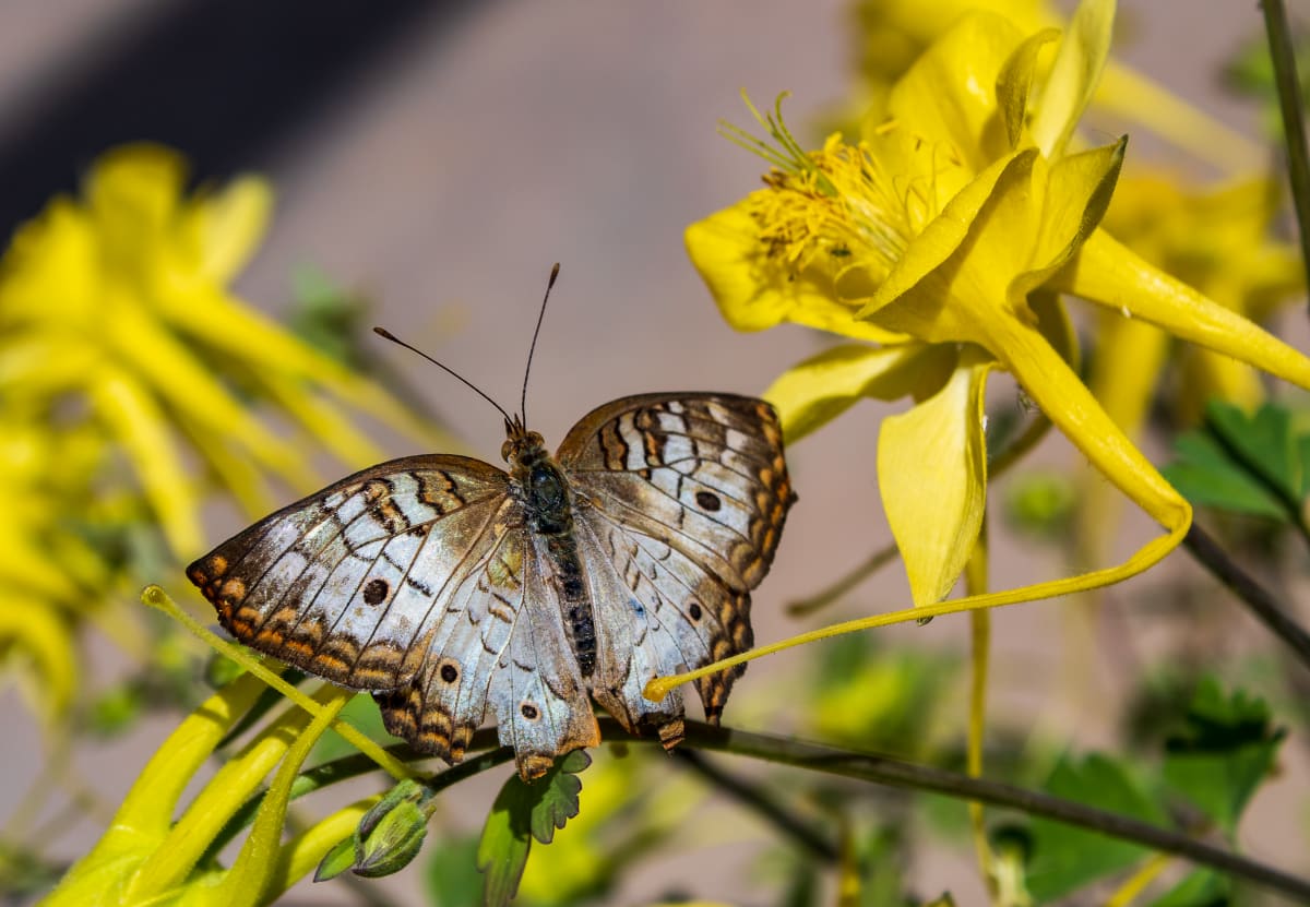 White Peacock Butterfly on Yellow Flower  Image: Serene capture of a White Peacock Butterfly in Southwestern USA