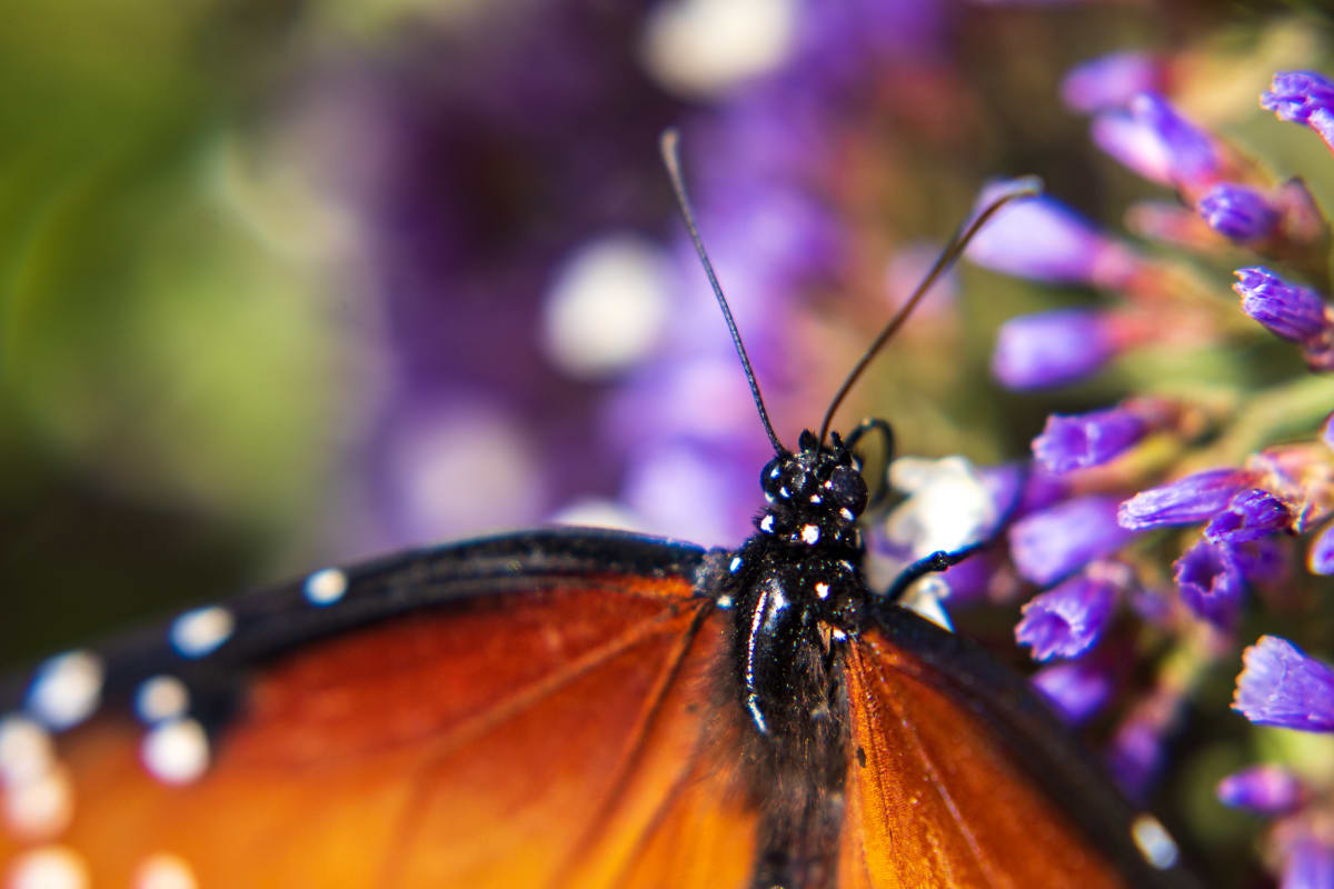 Queen Butterfly on Purple Flower  Image: Macro capture of a Queen Butterfly on a purple flower in Southwest USA