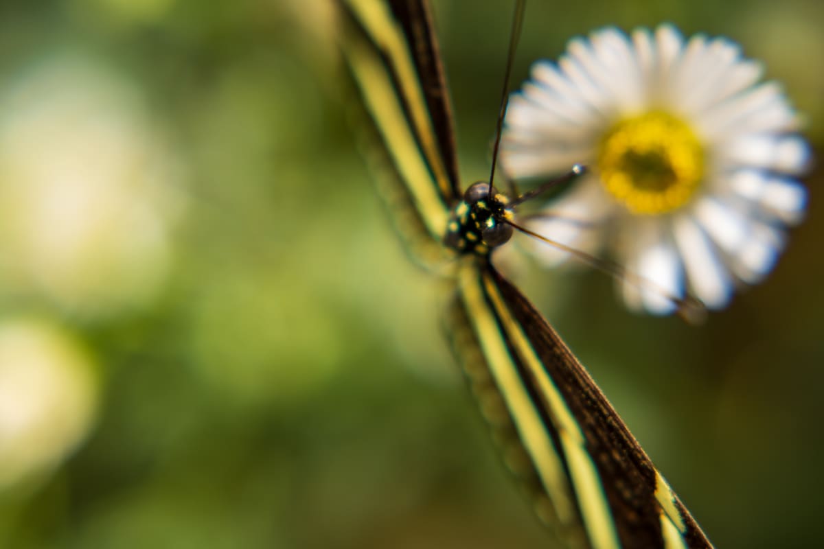 Zebra Butterfly on Daisy  Image: Macro capture of a Zebra Butterfly on a Daisy