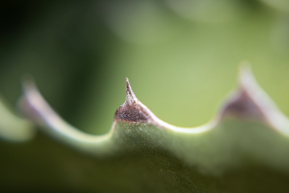 Agave Thorn  Image: Fine Art Macro of a single agave thorn in Southwest USA