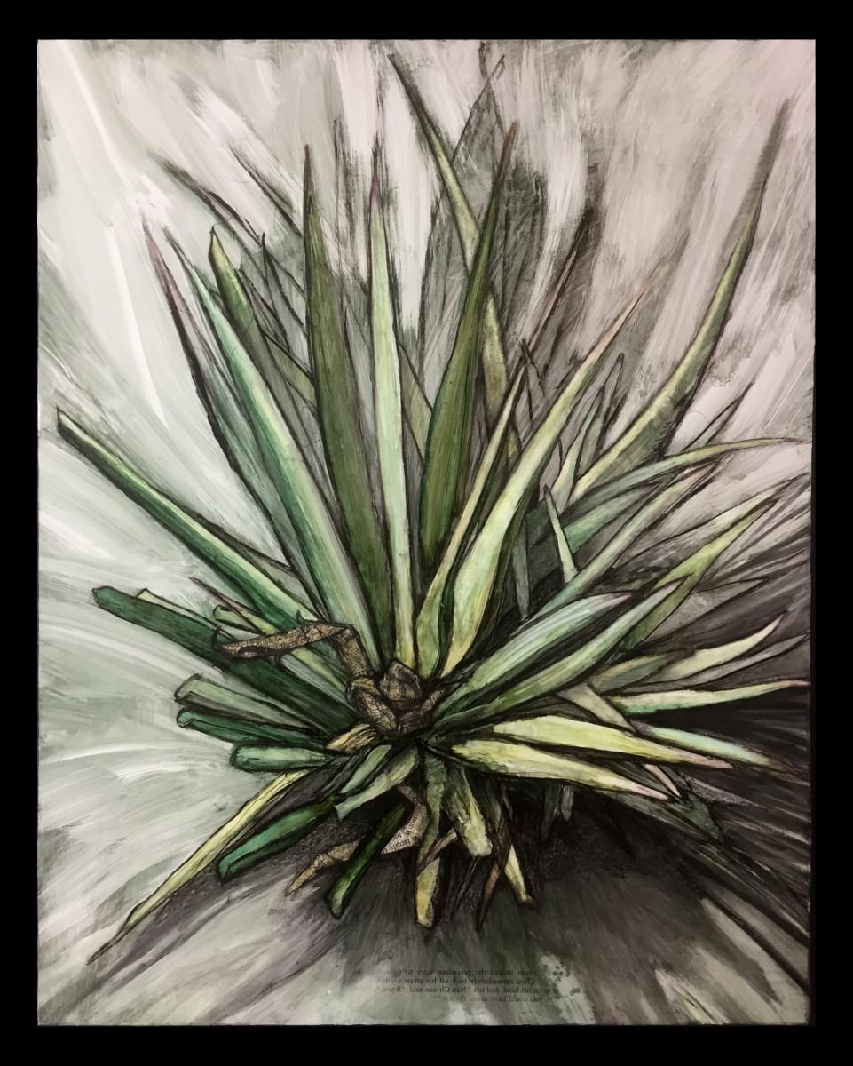 Yucca by Christy Hengst 