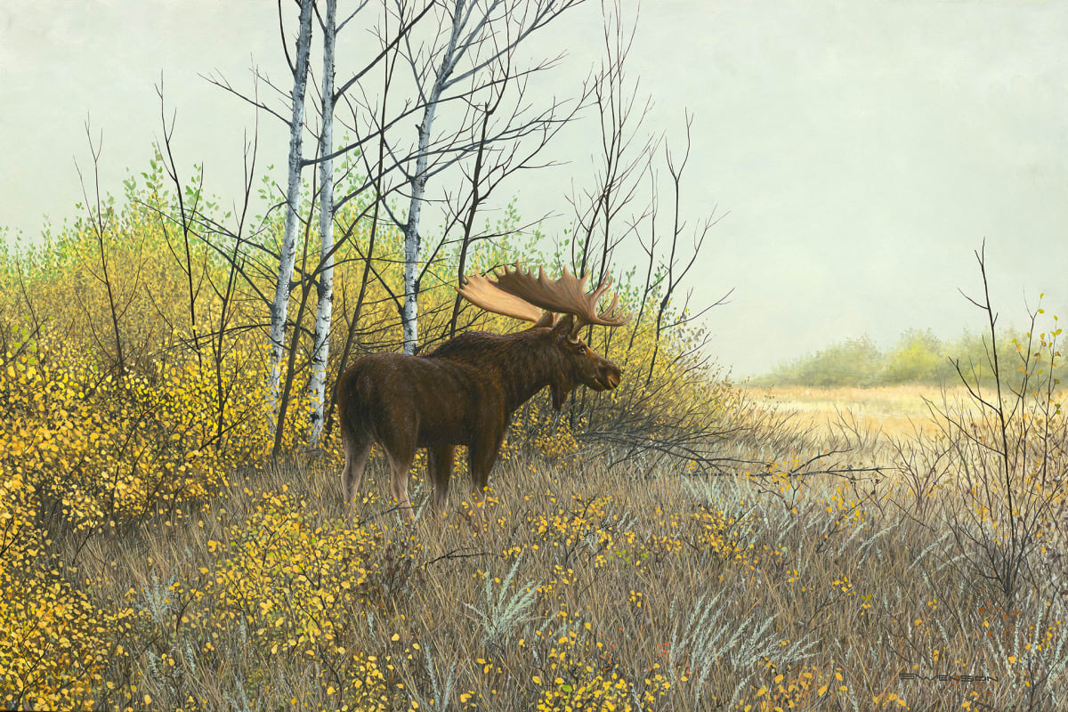 Prairie Monarch | Moose 