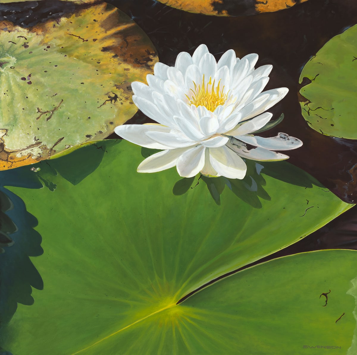 Radiance | Water Lily by Mark H Swenson, Image 4.