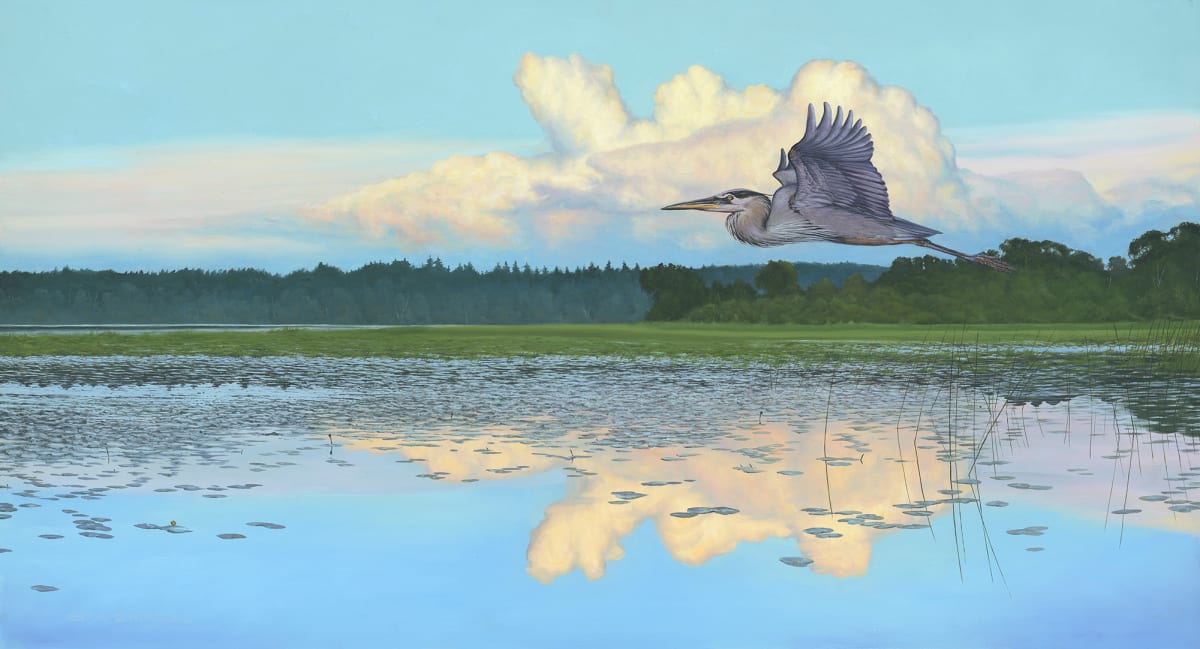Summer Flight | Heron by Mark H Swenson 