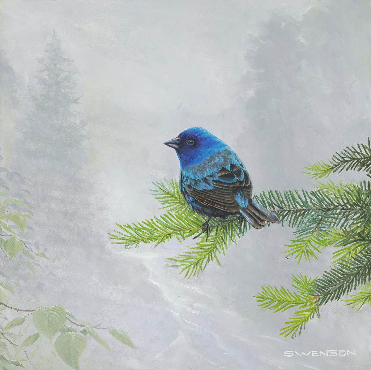 Indigo Bunting by Mark H Swenson, Image 2.