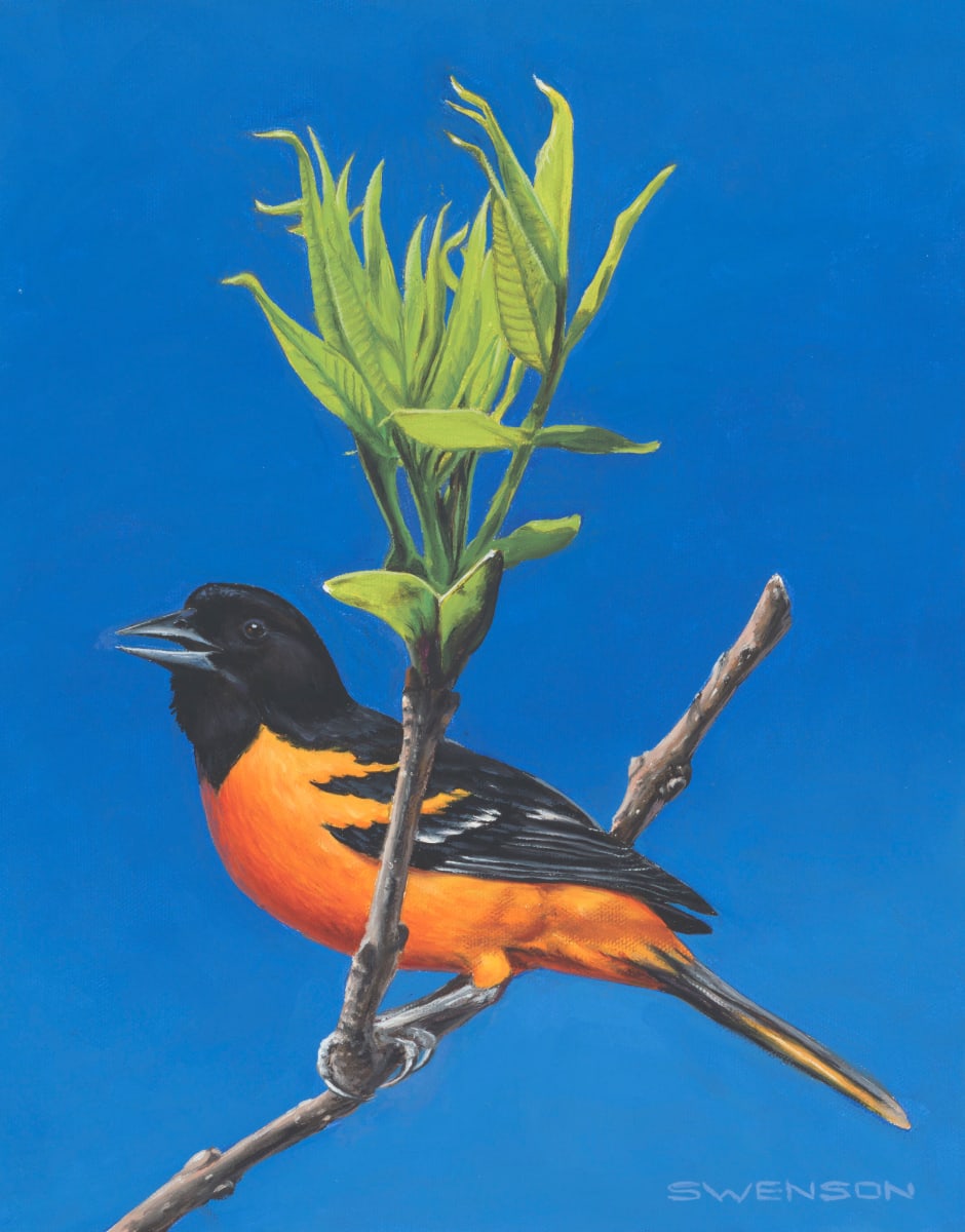 Spring Ash / Oriole 