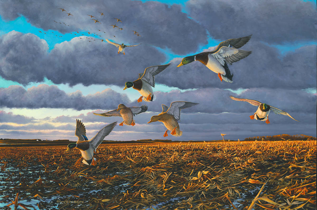 Dinner Time | Mallards by Mark H Swenson 